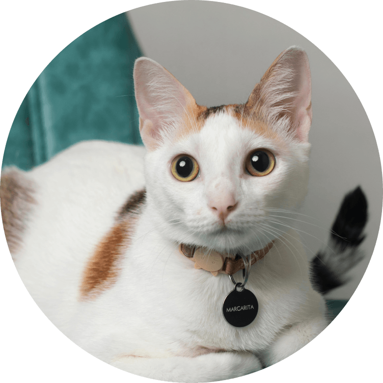 adult_cat.png