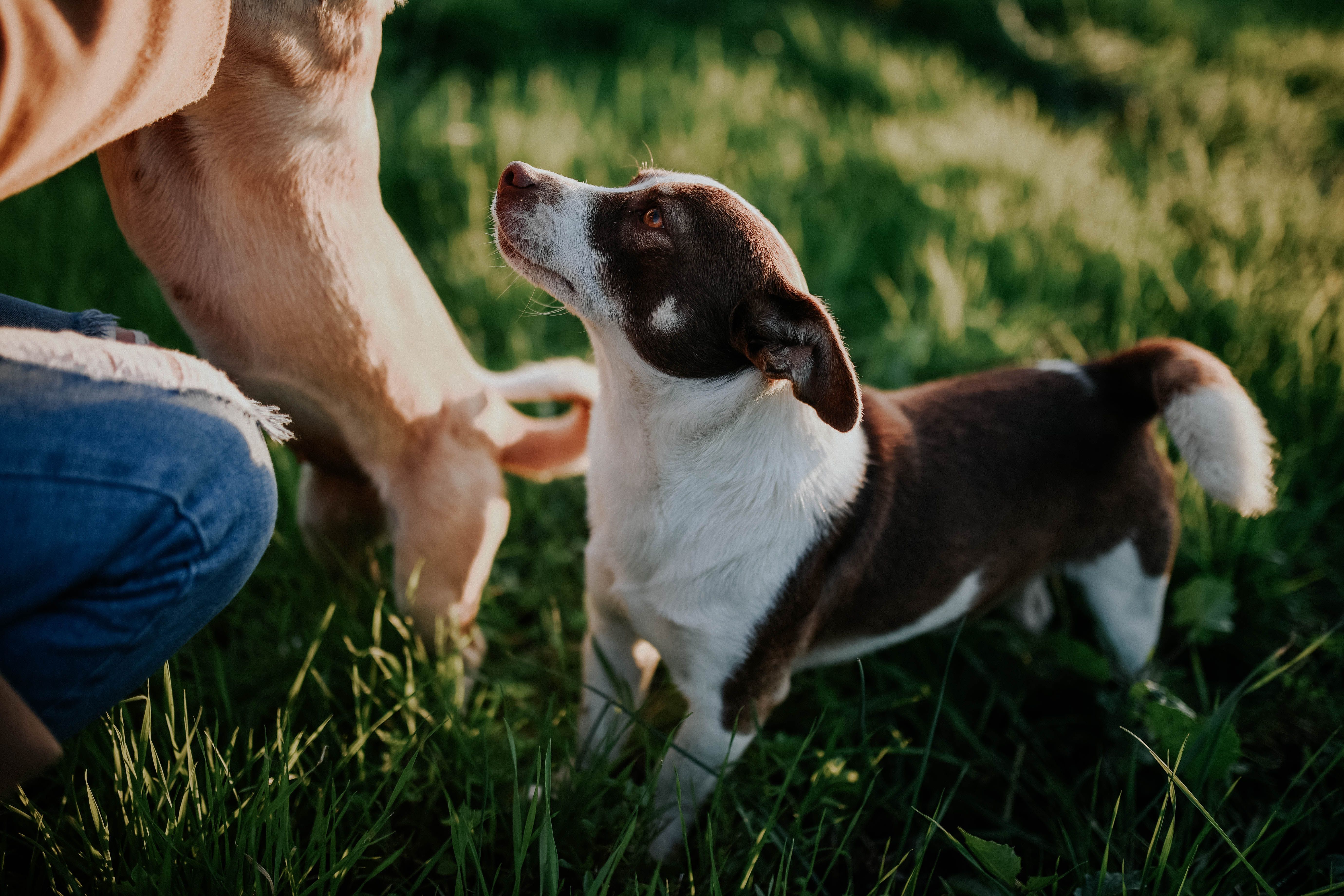 dog_bonding.jpg