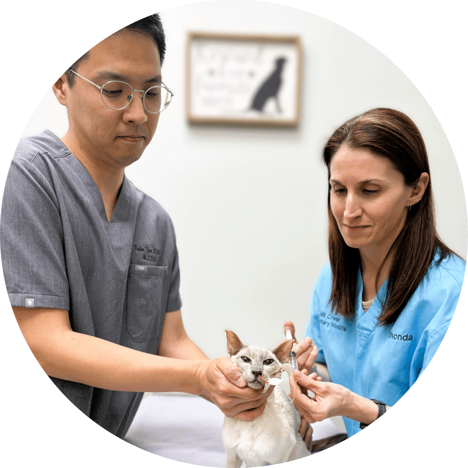 feeding_tube_cat.png