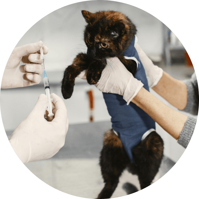 kitten_vaccinated.png