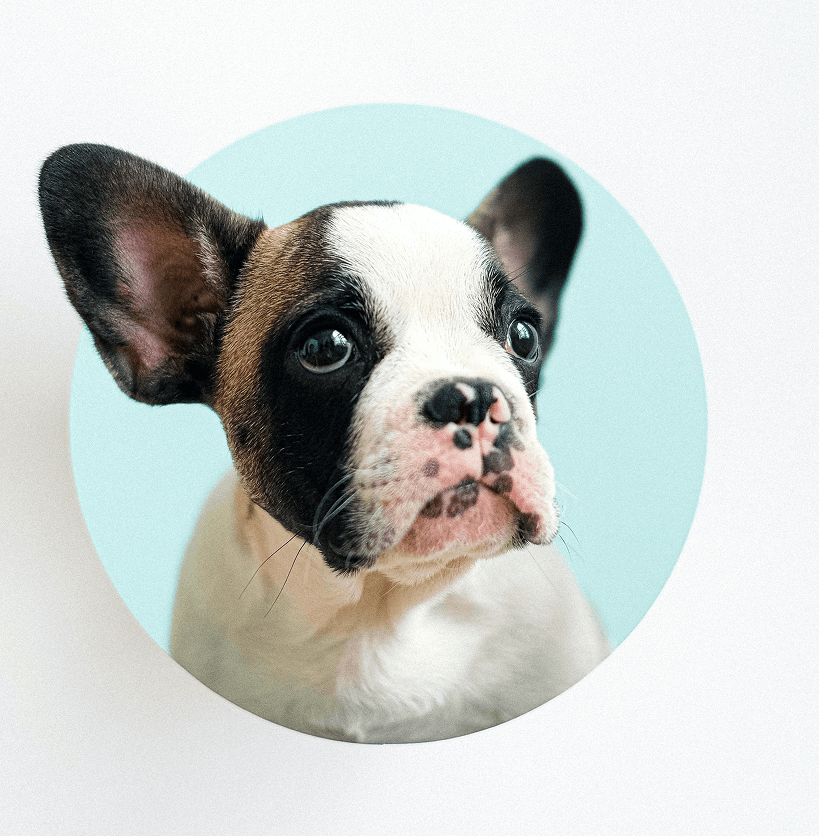 puppy_wellness-care.png