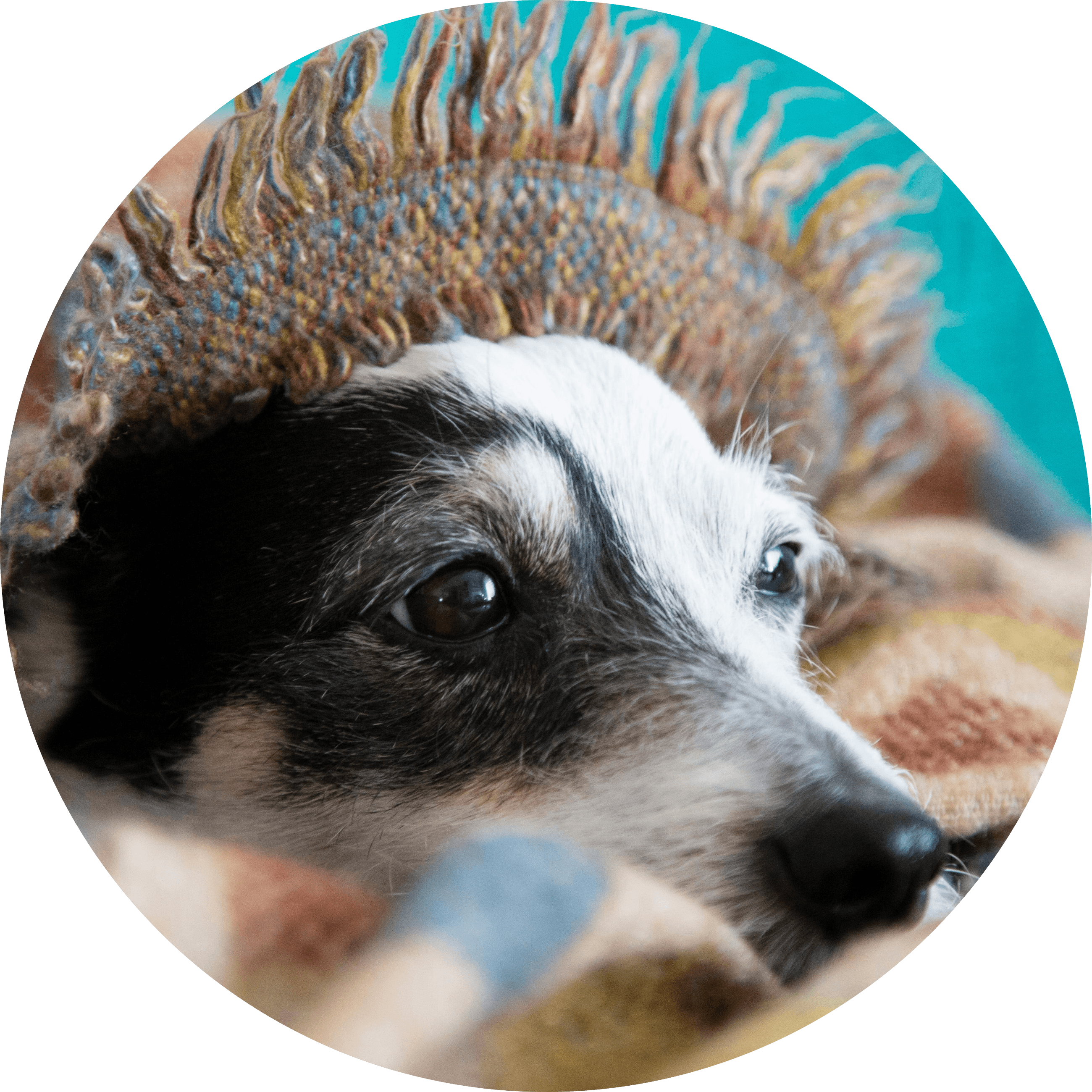 senior_dogs.png