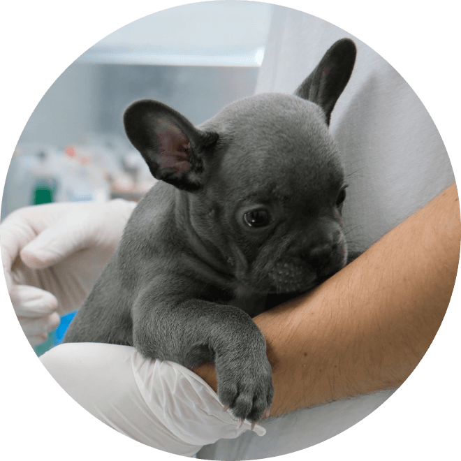 vet_puppy.png